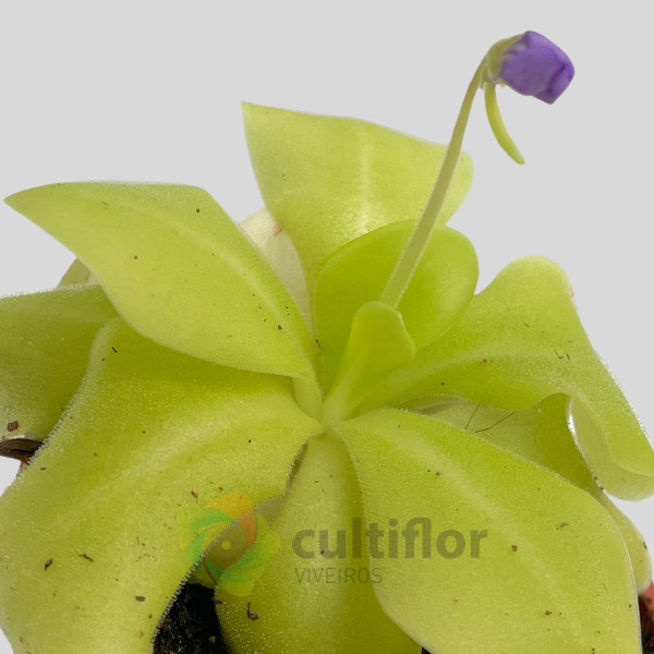 Pinguicula