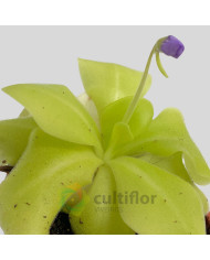Pinguicula