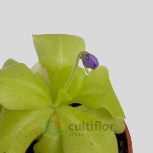 Pinguicula