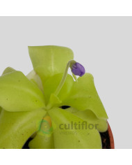 Pinguicula