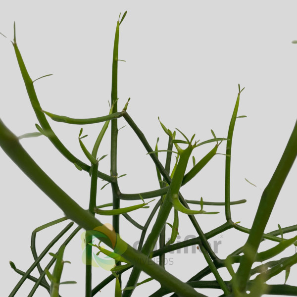 Euphorbia tirucalli