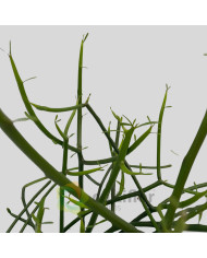 Euphorbia tirucalli