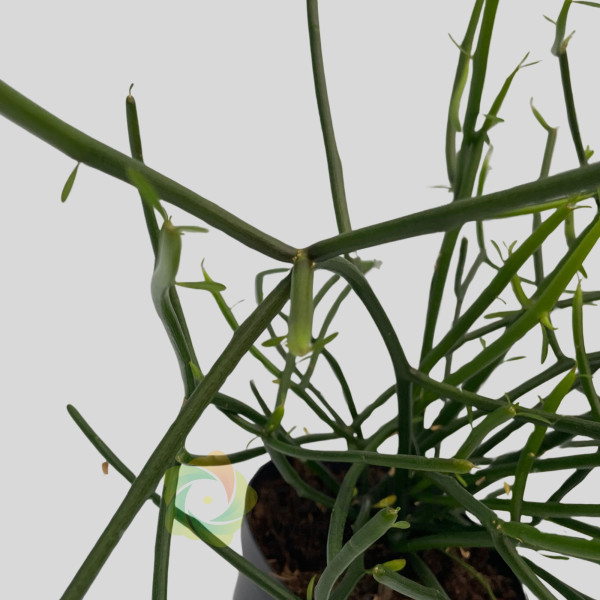 Euphorbia tirucalli