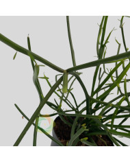 Euphorbia tirucalli