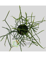 Euphorbia tirucalli