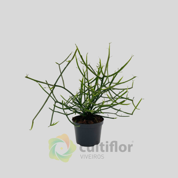 Euphorbia tirucalli