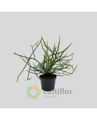 Euphorbia tirucalli
