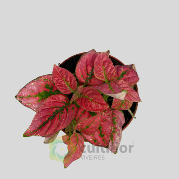 Hypoestes Vermelho Baby