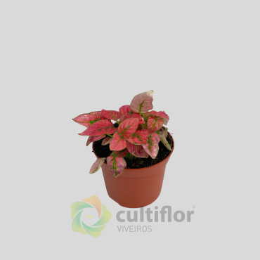 Hypoestes Vermelho Baby