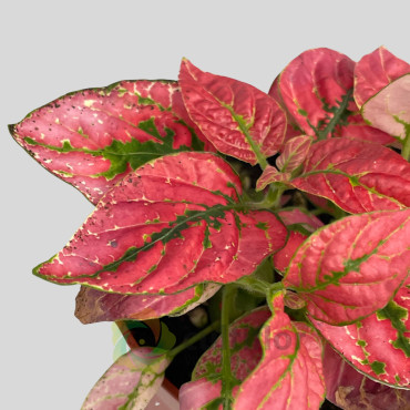 Hypoestes Vermelho Baby