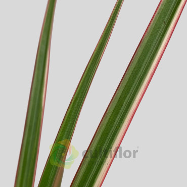 Dracaena marginata tricolor Baby