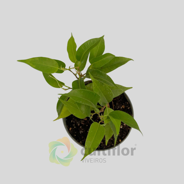 Ficus benjamina v8cm