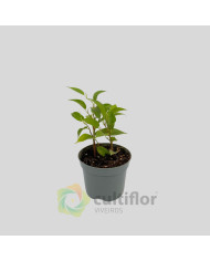 Ficus benjamina v8cm