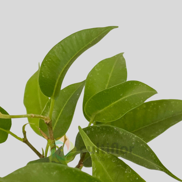 Ficus benjamina v8cm