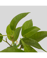 Ficus benjamina v8cm