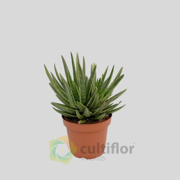 Gasteria