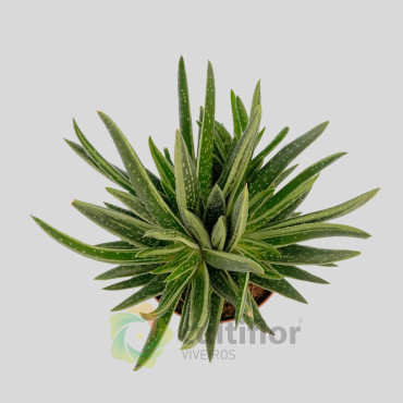 Gasteria