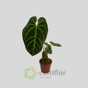 Anthurium clarinervium
