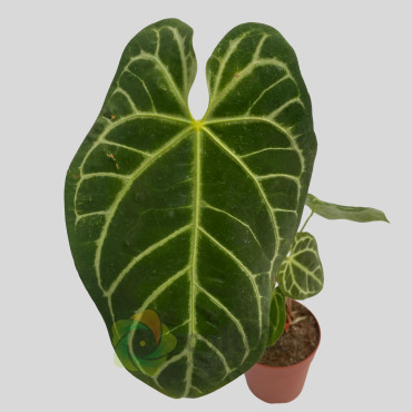 Anthurium clarinervium