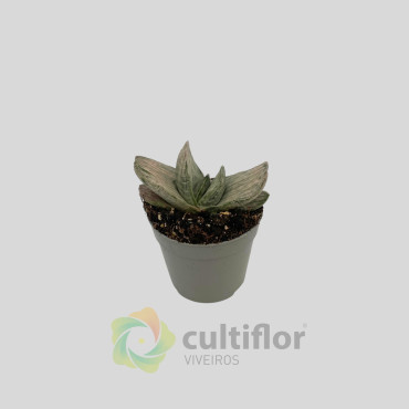 Gasteria "Sakura Fuji"