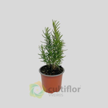Romero - Rosmarinus officinallis Romero - Rosmarinus officinallis