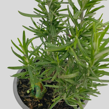 Romero - Rosmarinus officinallis Romero - Rosmarinus officinallis