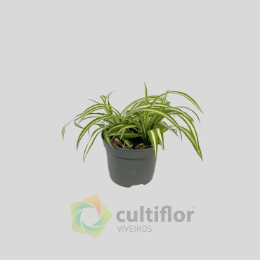 Chlorophytum comosum variegata Baby