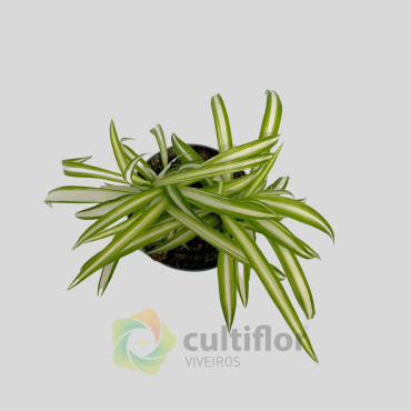 Chlorophytum comosum variegata Baby