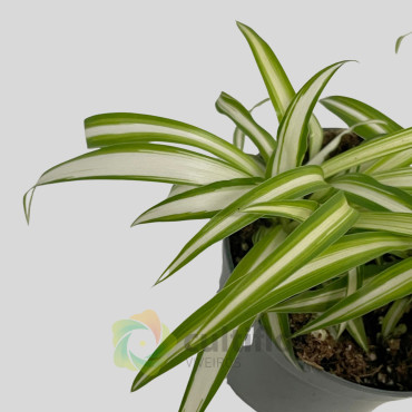 Chlorophytum comosum variegata Baby