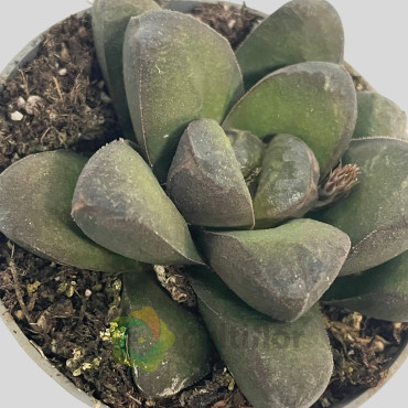 Haworthia maughanii