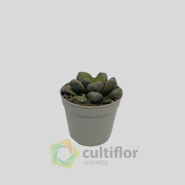 Haworthia maughanii