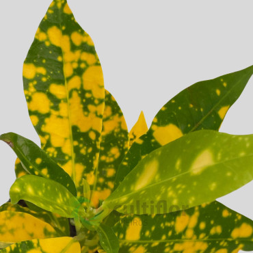 Codiaeum variegatum "Dust" Baby