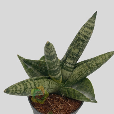 Sansevieria cylindrica "Starfish"