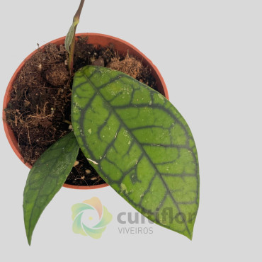 Hoya ranauensis