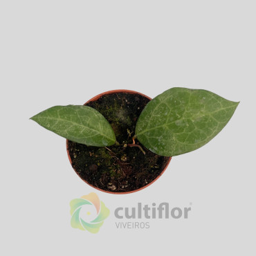 Hoya verticillata "Wayang Splash"