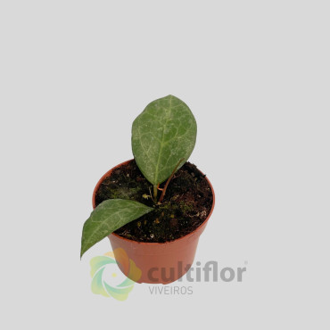 Hoya verticillata "Wayang Splash"