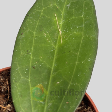 Hoya cinnamomifolia