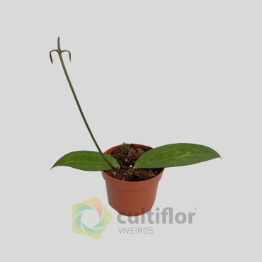 Hoya cinnamomifolia