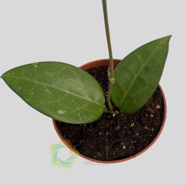 Hoya sp malang