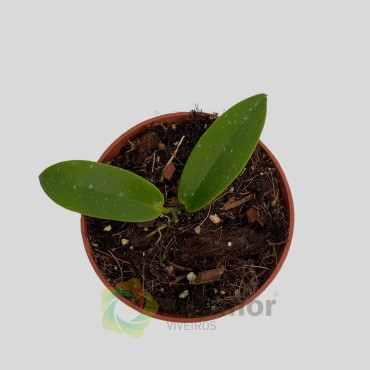 Hoya icensis Hoya icensis