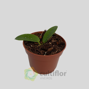 Hoya icensis Hoya icensis