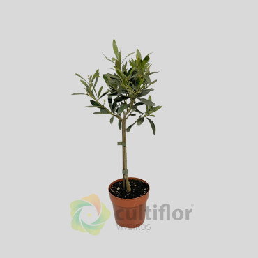 Olive Tree - Olea europaea