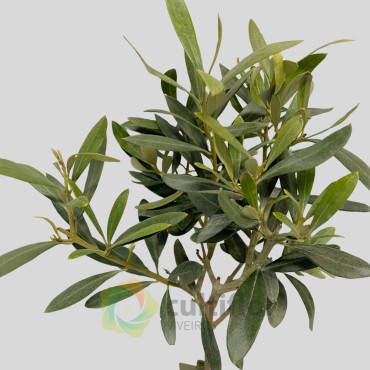 Olive Tree - Olea europaea