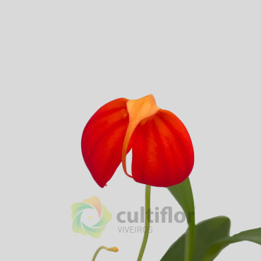 Masdevallia ignea v9cm ❗️ WITHOUT FLOWER ❗️