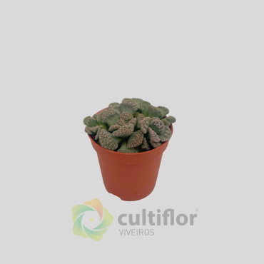 Titanopsis calcarea Titanopsis calcarea
