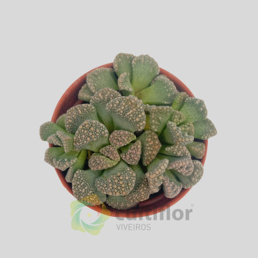 Titanopsis calcarea Titanopsis calcarea