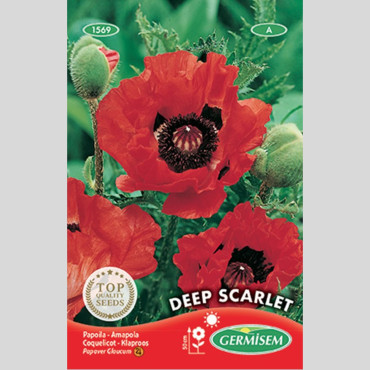 Poppy "Deep Scarlet" - Seeds
