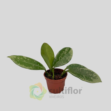 Hoya AH-074 "Silver Moon" Hoya AH-074 "Silver Moon"