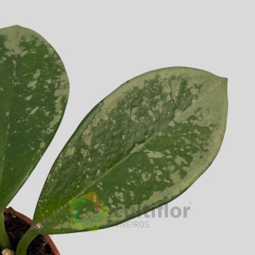 Hoya AH-074 "Silver Moon" Hoya AH-074 "Silver Moon"