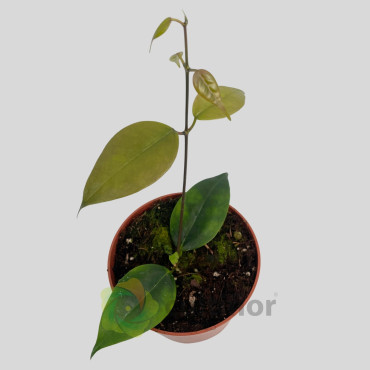 Hoya paziae Hoya paziae